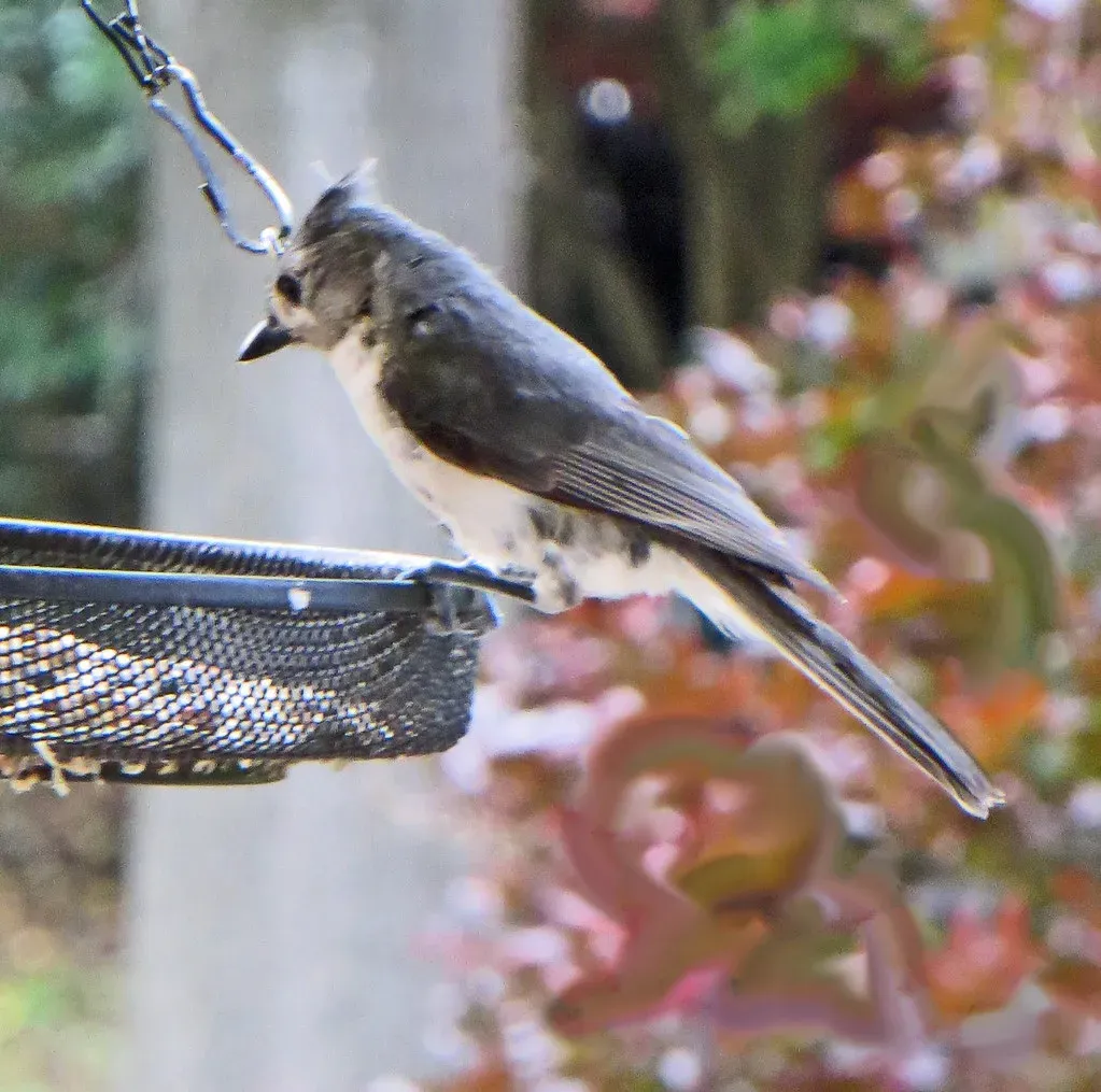 #8: Young Birds Sometimes Stay Home to Help Raise Siblings (611catbirds, too, Flickr, CC BY 2.0)