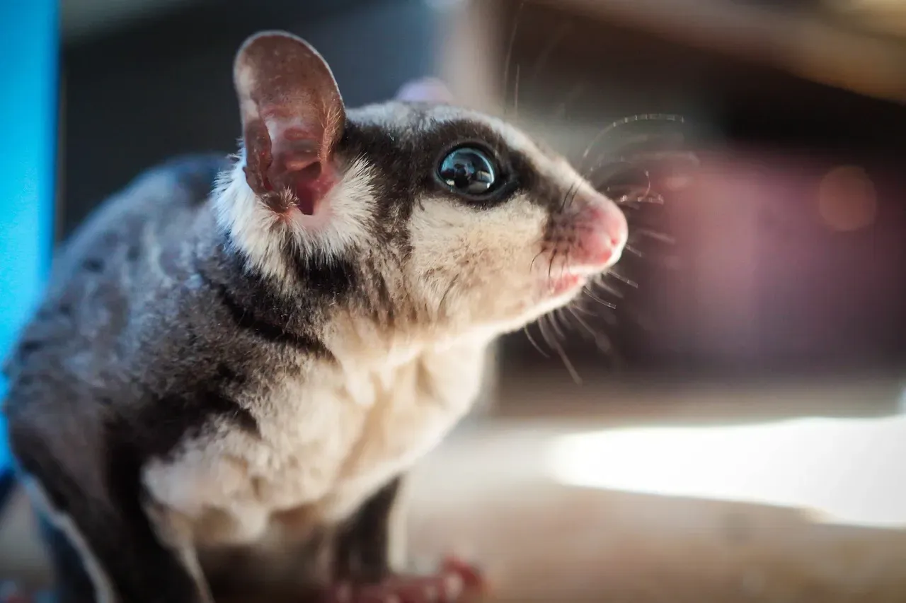 2. Sugar Gliders (Image Credits: Pixabay)
