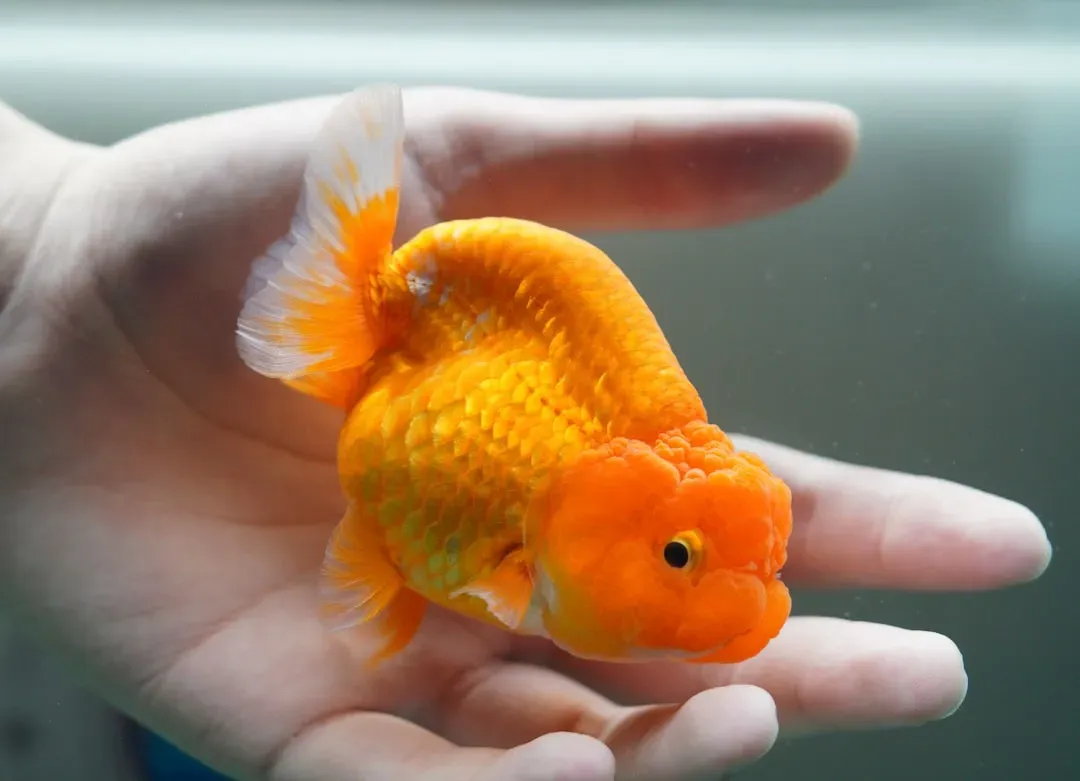 4. They Can Grow to Nearly Two Feet Long (Image Credits: Unsplash)
