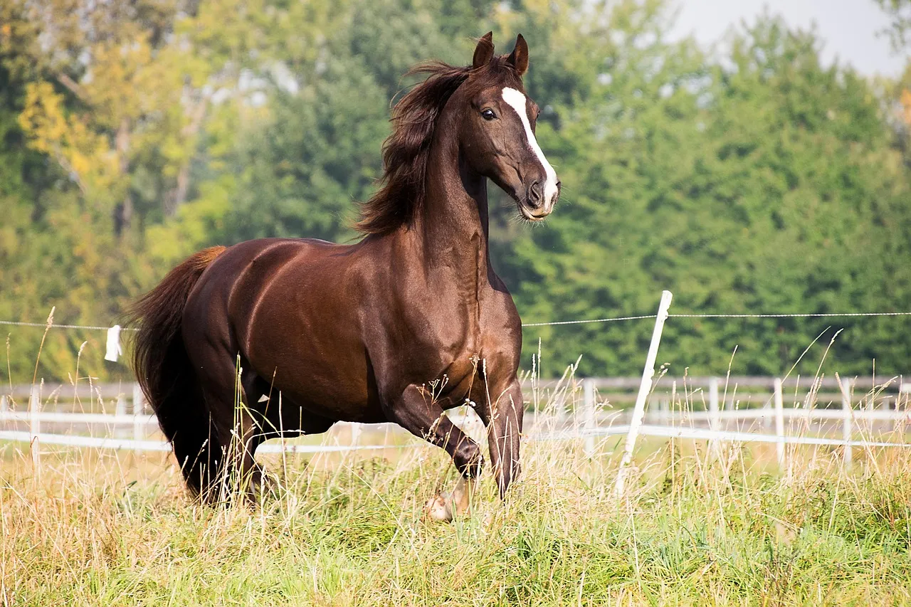 #19 - Saddlebred & High-Action Show Breeds: Drama on Four Legs (Image Credits: Pixabay)
