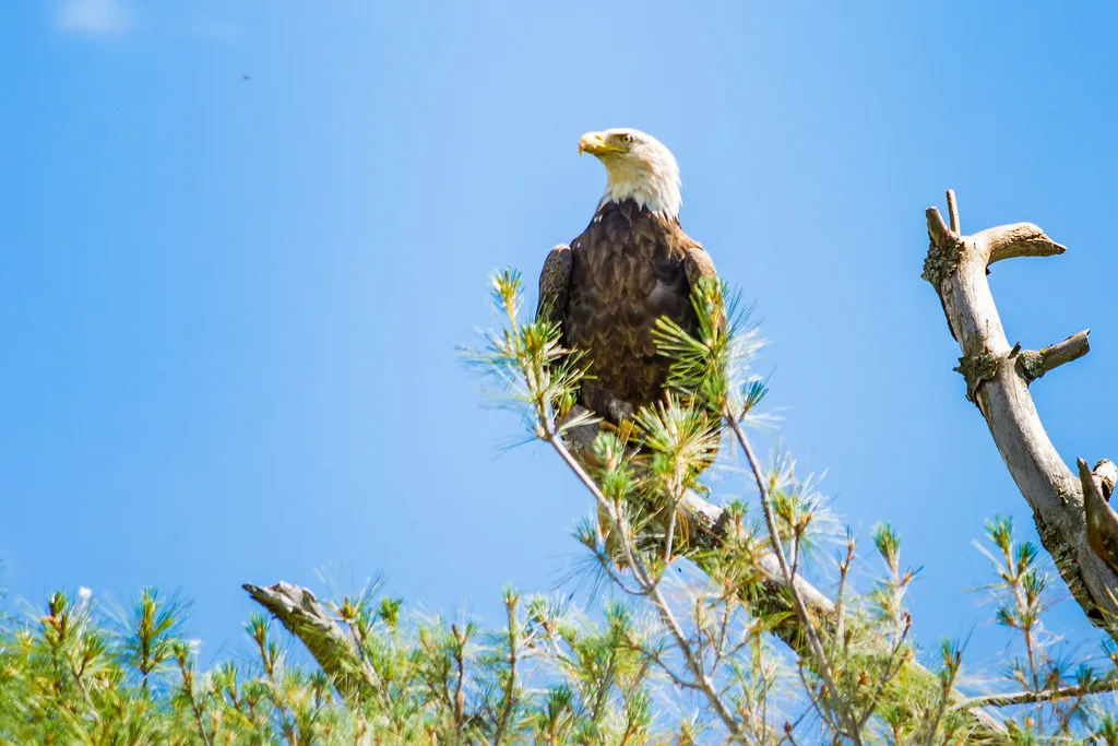 #3: Minimal Human Disturbance and Noise (James P. Mann, Flickr, CC BY 2.0)