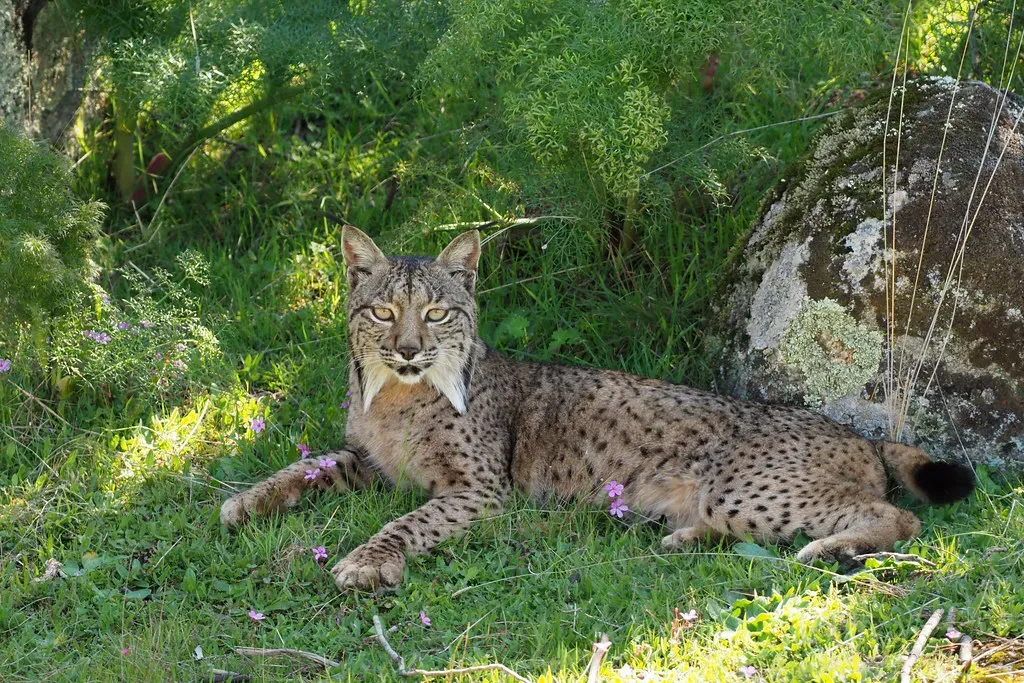 Capricorn and the Iberian Lynx (Frank.Vassen, Flickr, CC BY 2.0)
