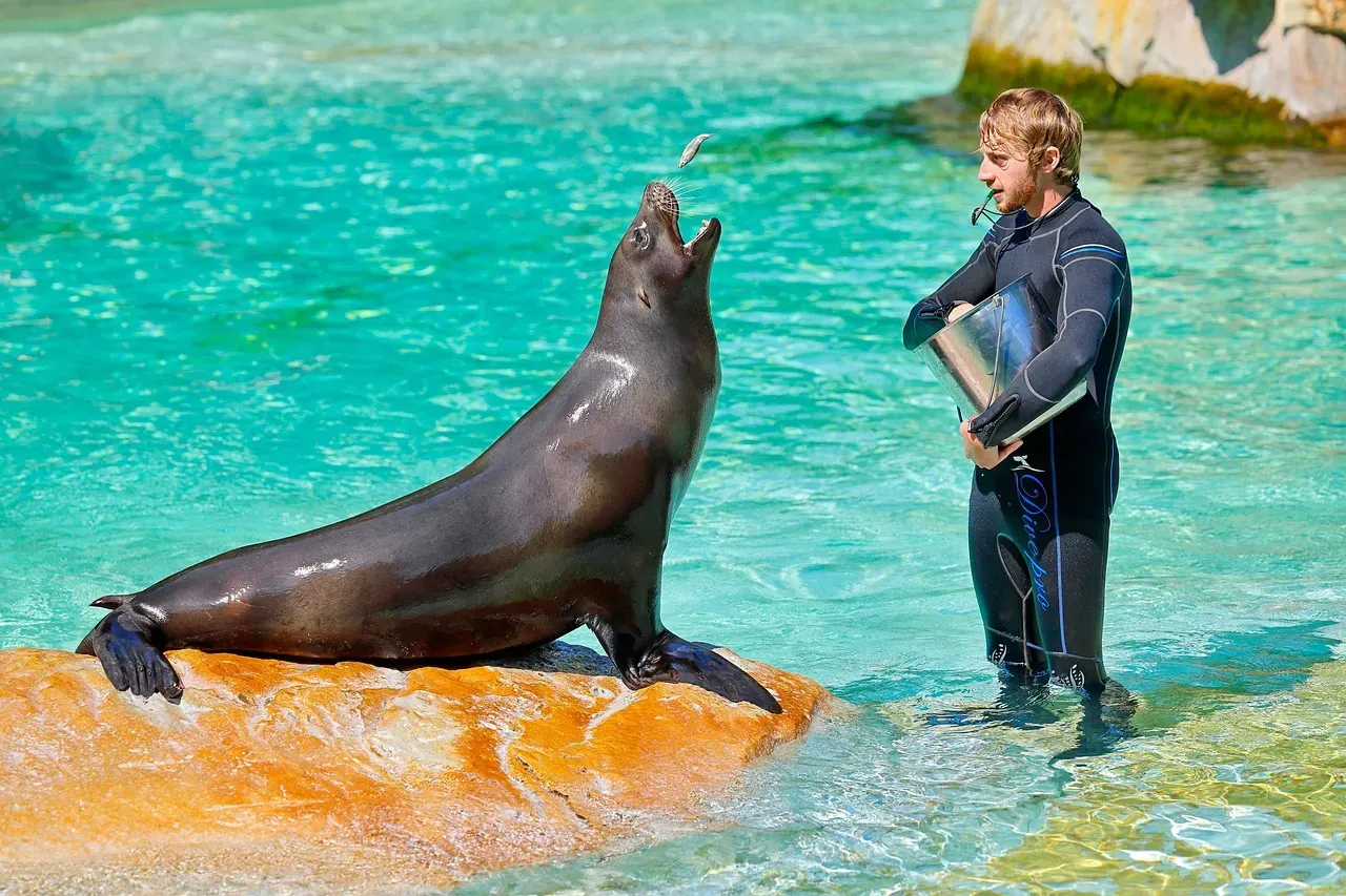 California Sea Lion (Image Credits: Pixabay)