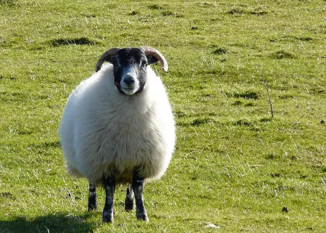 Sheep: The Underestimated Gentle Grazer (Image Credits: Wikimedia)