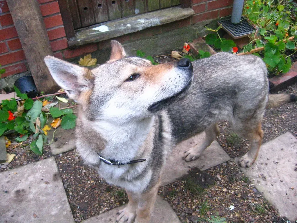 6. Northern Inuit Dog: The Dire Wolf's Stand-In (tamadhanaval, Flickr, CC BY-SA 2.0)