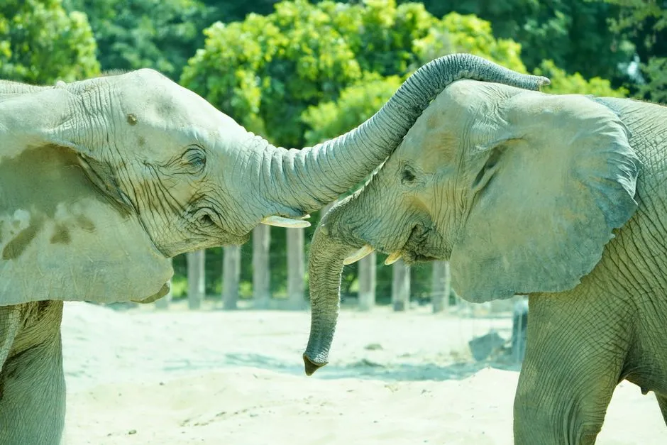 The trunk as a tool for reassurance (Image Credits: Pexels)