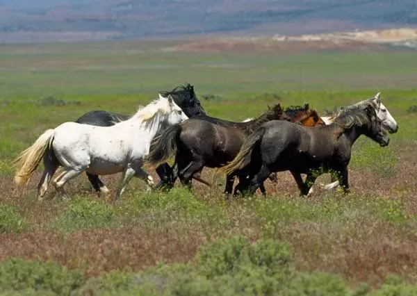 Steens Mountain Wilderness, Oregon (Image Credits: Wikimedia)