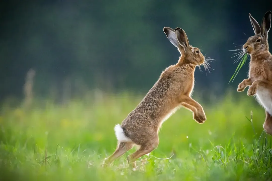 Speed and Zigzag Moves Help Them Escape Trouble (Image Credits: Unsplash)