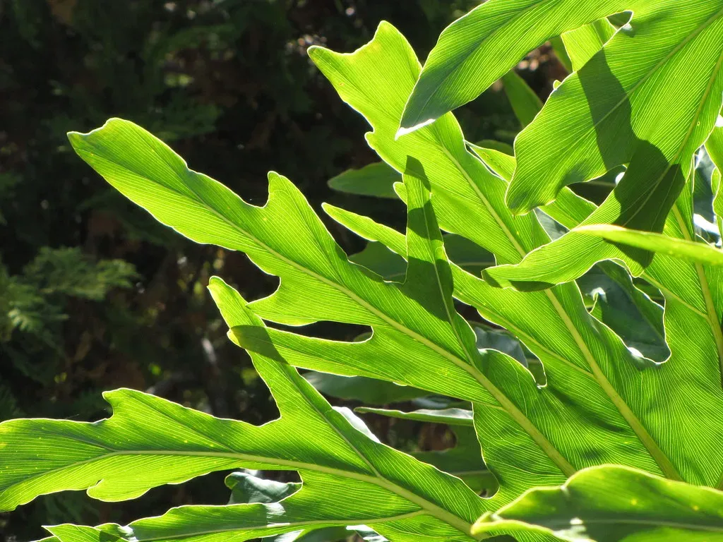 4. Philodendron: The Lush Leaf That Hides Sharp Secrets (Starr Environmental, Flickr, CC BY 2.0)