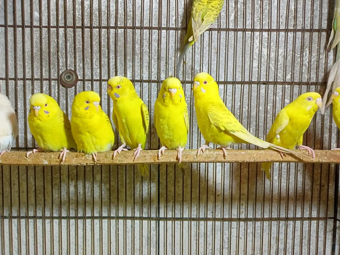 #31 - Budgies (Parakeets) in Groups: Social, But Spread Thin (Image Credits: Unsplash)