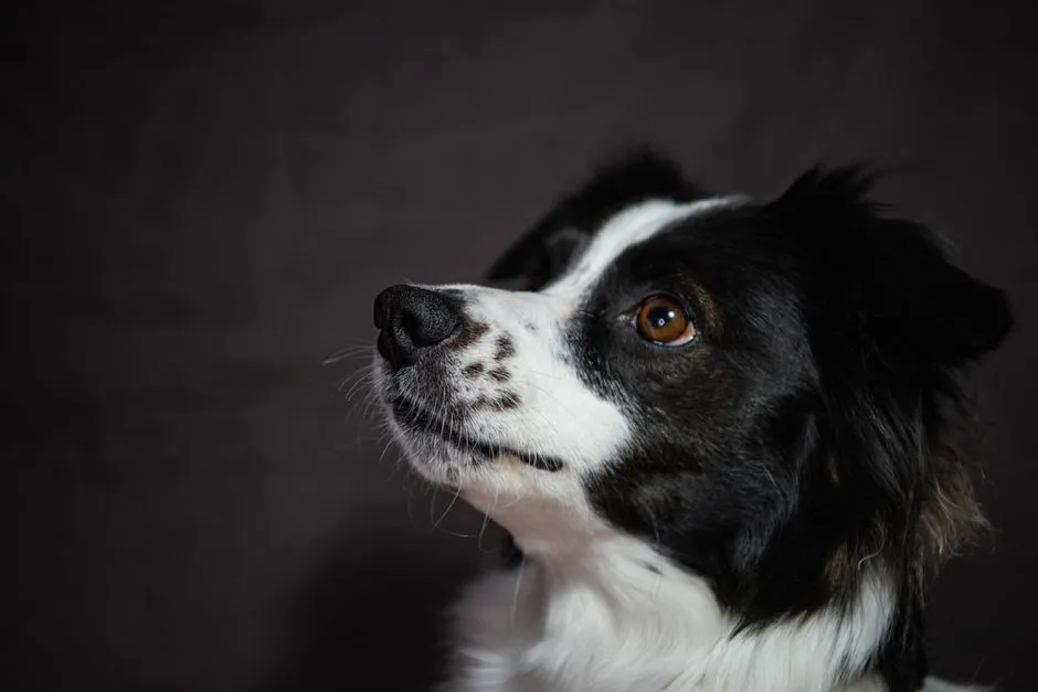 #4 - Border Collie: Too Smart to Sit Still Alone (Image Credits: Pexels)