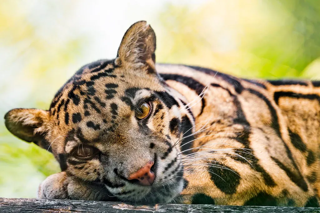 Cancer (June 21 &ndash; July 22): The Clouded Leopard (Image Credits: Flickr)