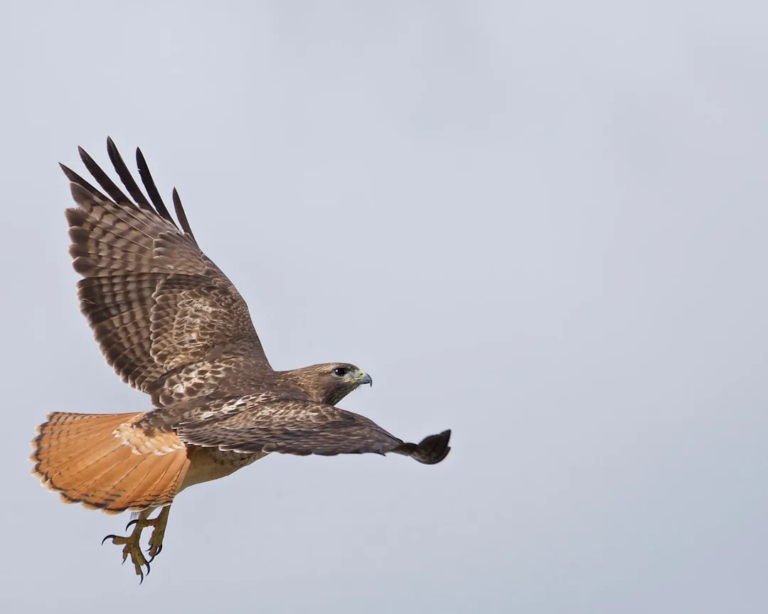 #9 Sagittarius – The Red-Tailed Hawk (Image Credits: Unsplash)