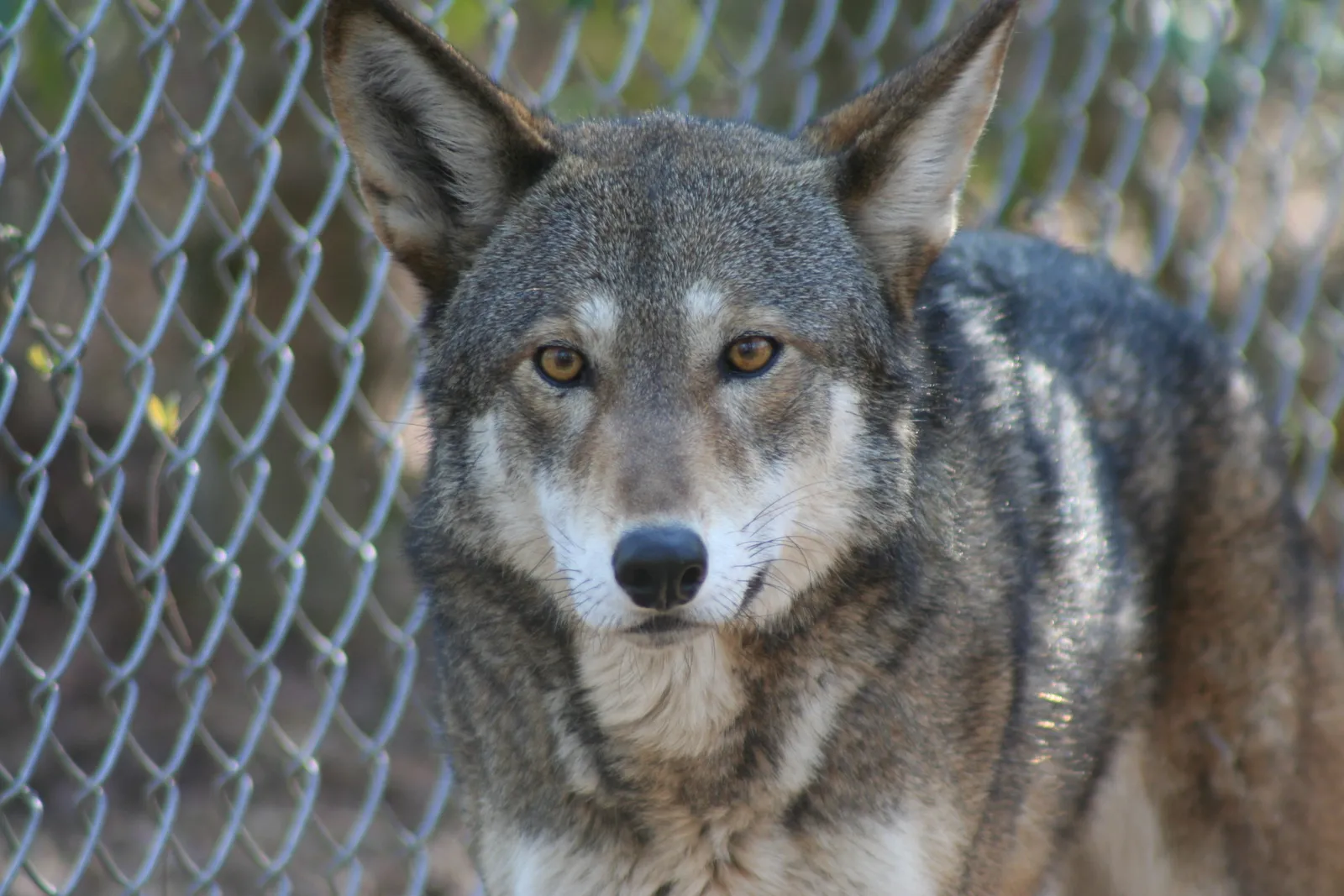 #6 Kentucky: Linking Appalachia To The Red Wolf&rsquo;s Future (By Red Wolf Recovery Program, CC BY 2.0)