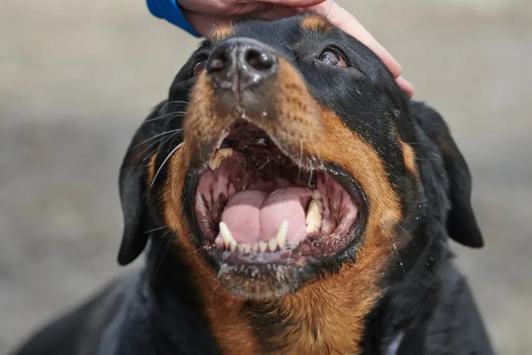 Rottweiler: Misread, Misjudged, and Genuinely Challenging (Image Credits: Unsplash)