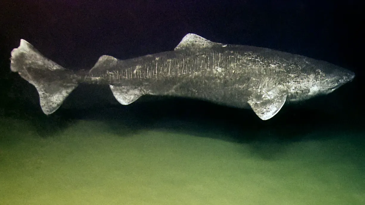Greenland Shark: The Arctic's Ancient Wanderer (Image Credits: Wikimedia)