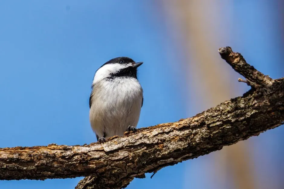 Black-capped Chickadee (Image Credits: Pexels)