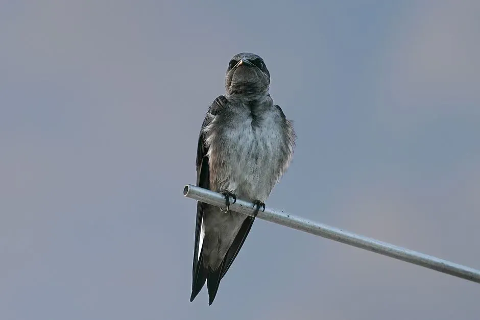5. They Actually Prefer to Nest Close to Human Homes (Image Credits: Pexels)