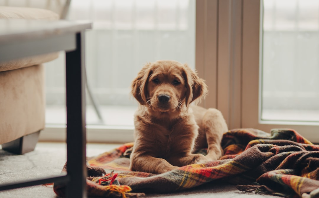 Remove Hidden Hazards Throughout Your Home (Image Credits: Unsplash)