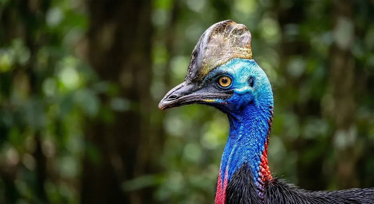 Cassowaries and Birds: Infrasound in the Forest (Image Credits: Pixabay)