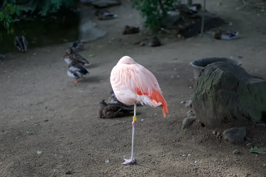 #7. Libra (September 23 &ndash; October 22): The Flamingo (Image Credits: Unsplash)