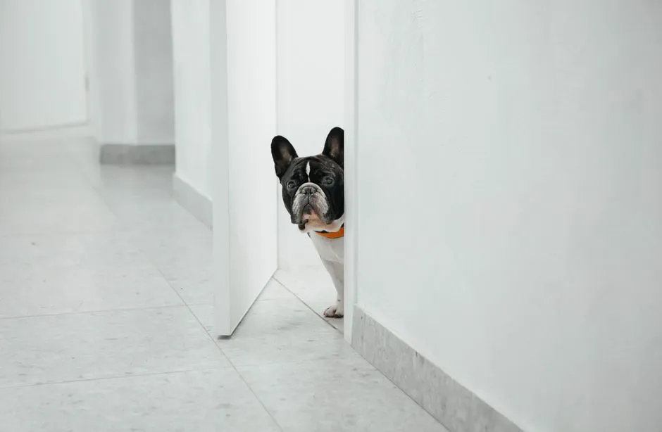 #2 They follow you from room to room (Image Credits: Pexels)