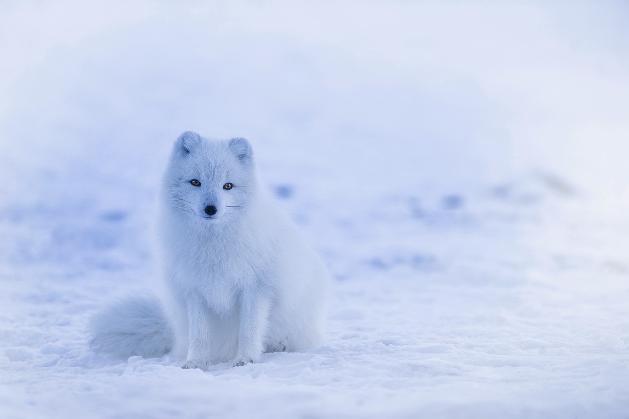 Arctic Foxes (Image Credits: Pixabay)
