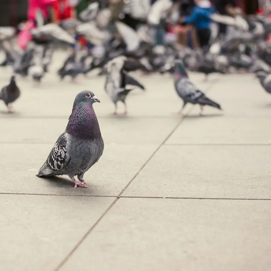 Pigeons: Underestimated Urban Artists (Image Credits: Unsplash)