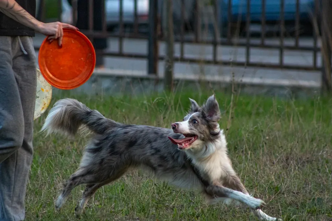 Conclusion: Exercise Isn't Optional for These Breeds (Image Credits: Unsplash)