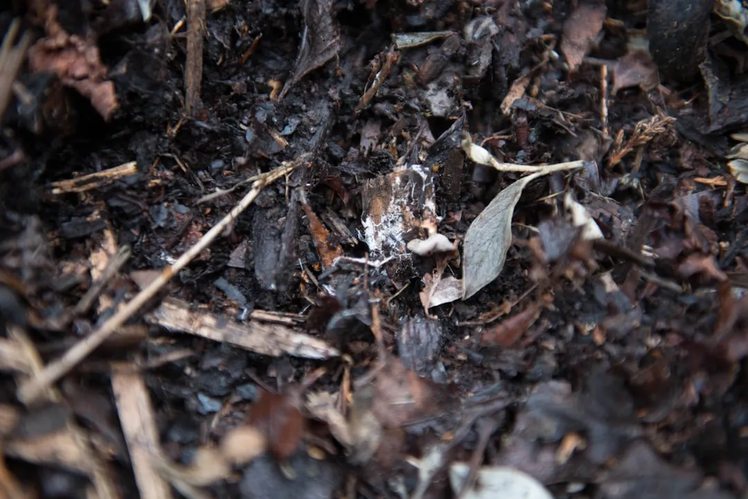 12. Mulch and Protect Soil to Support Underground Life (Image Credits: Unsplash)