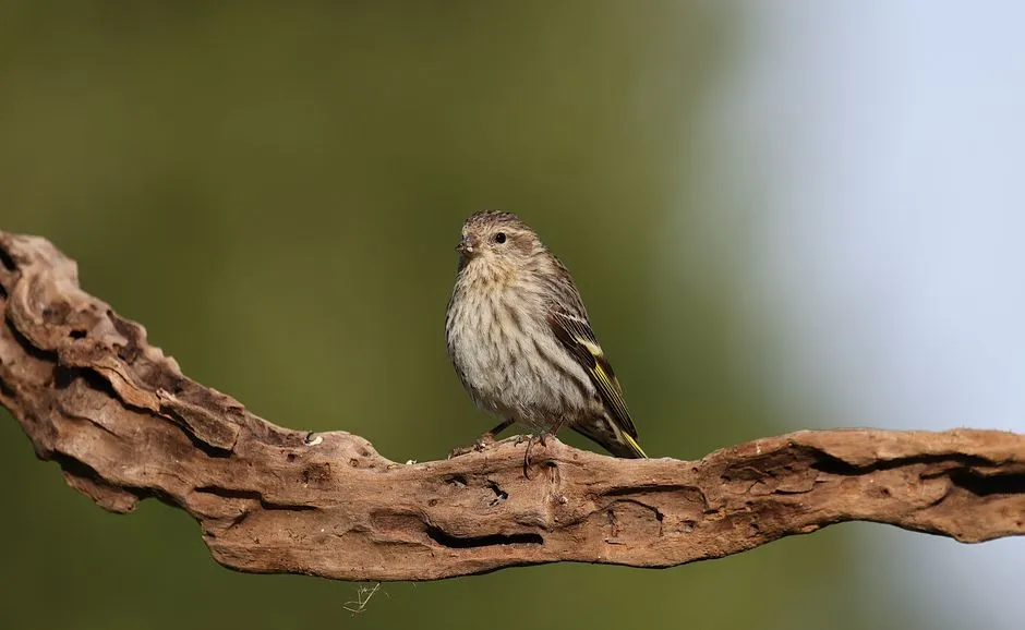 #5 - Pine Siskin: The Nomad Whose Big Years Keep Getting Smaller (Image Credits: Pexels)