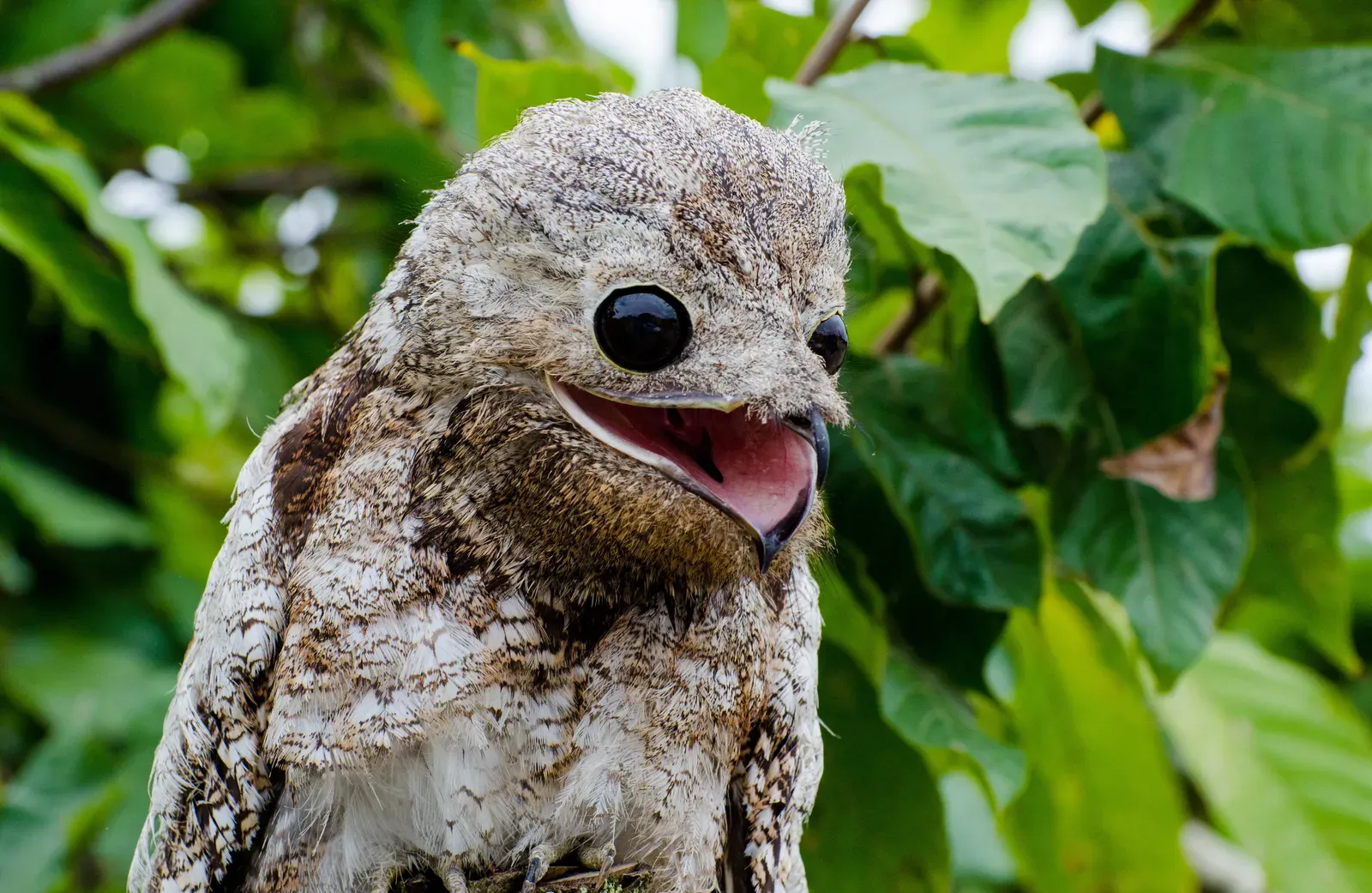 The Potoo: Nature's Most Bizarre Camouflage Artist (Image Credits: Wikimedia)
