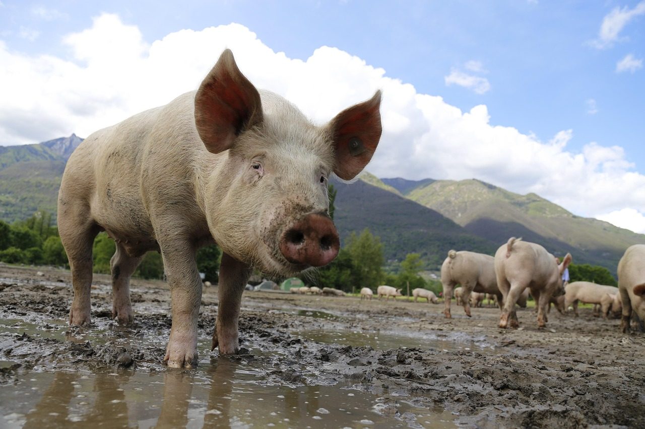 Aquarius: The Innovative Pig (Image Credits: Pixabay)