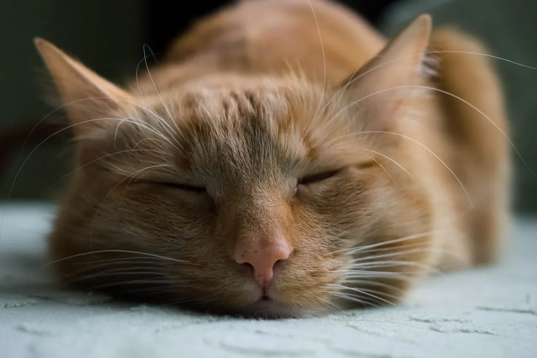 #5 - Grief Hits Cats Harder (and Quieter) Than You'd Think (Image Credits: Unsplash)