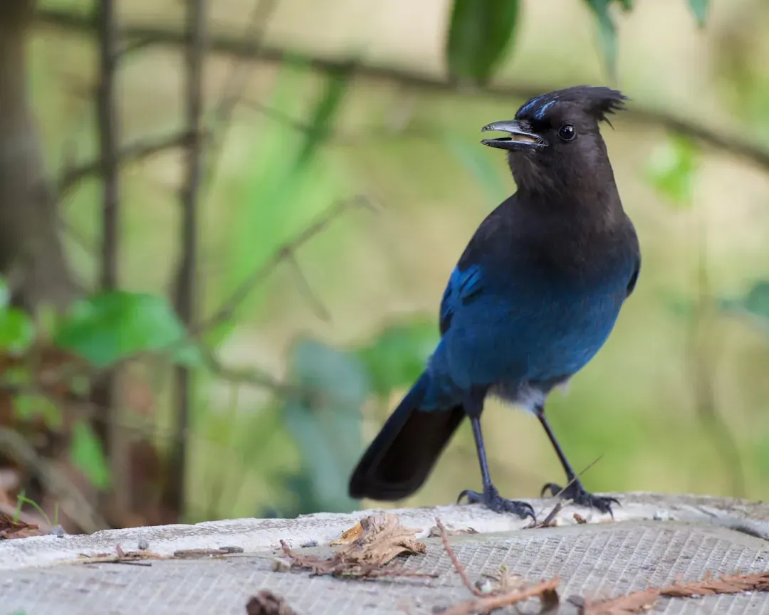 #7 - Blue Jays Call Loudly and Congregate Before Tornado Risks (Image Credits: Unsplash)