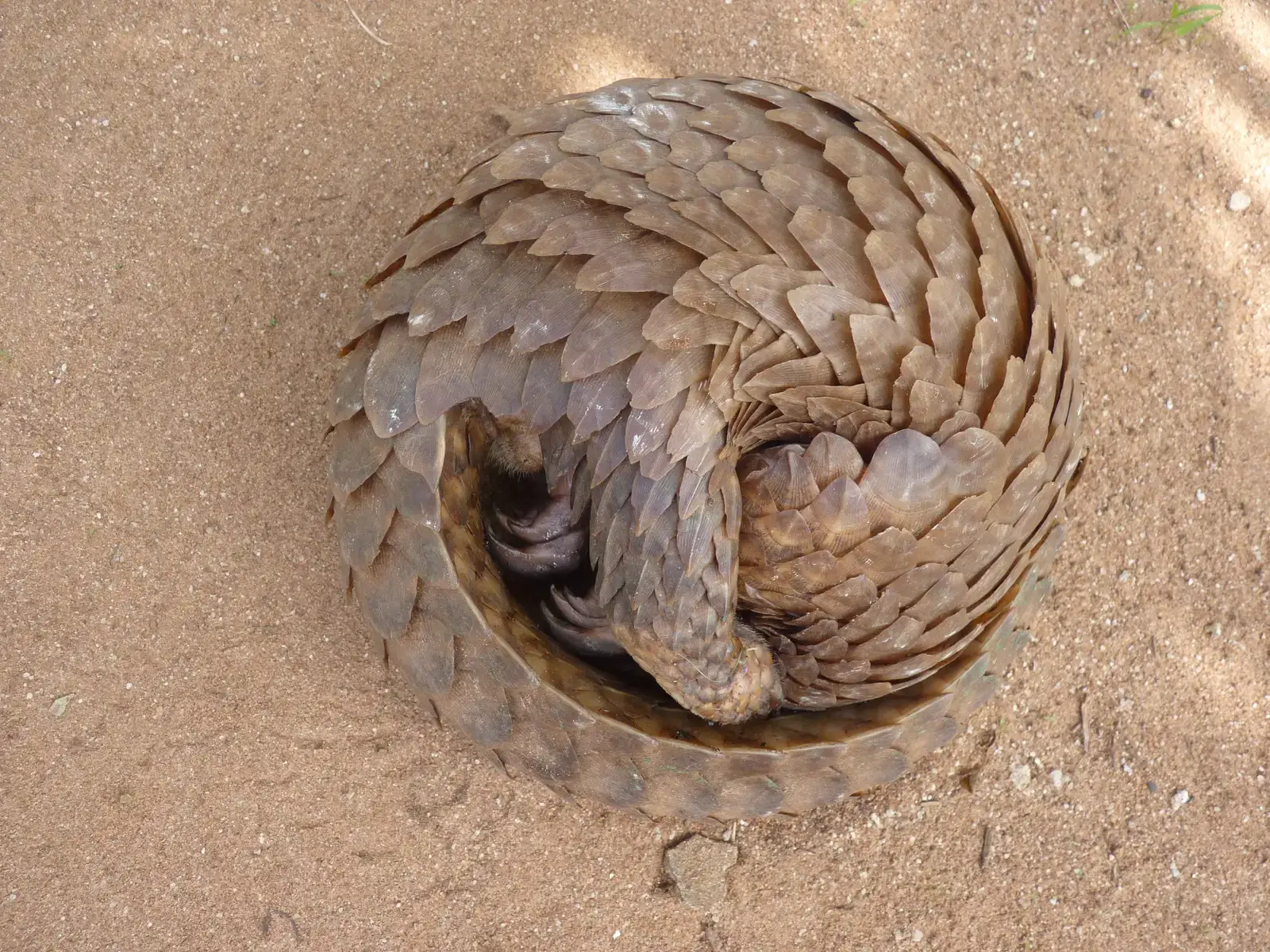 A Single Pangolin Can Devour 70 Million Insects Annually (Image Credits: Wikimedia)