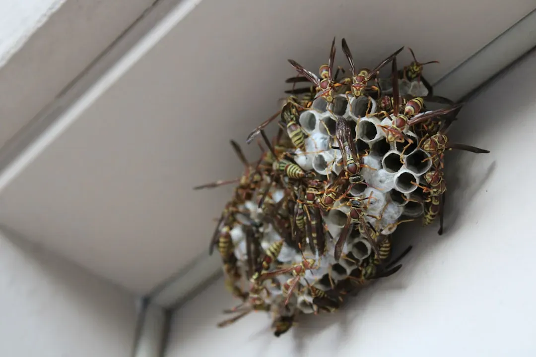 The Venomous Bees, Wasps, and Hornets: Tiny but Statistically Deadly (Image Credits: Unsplash)