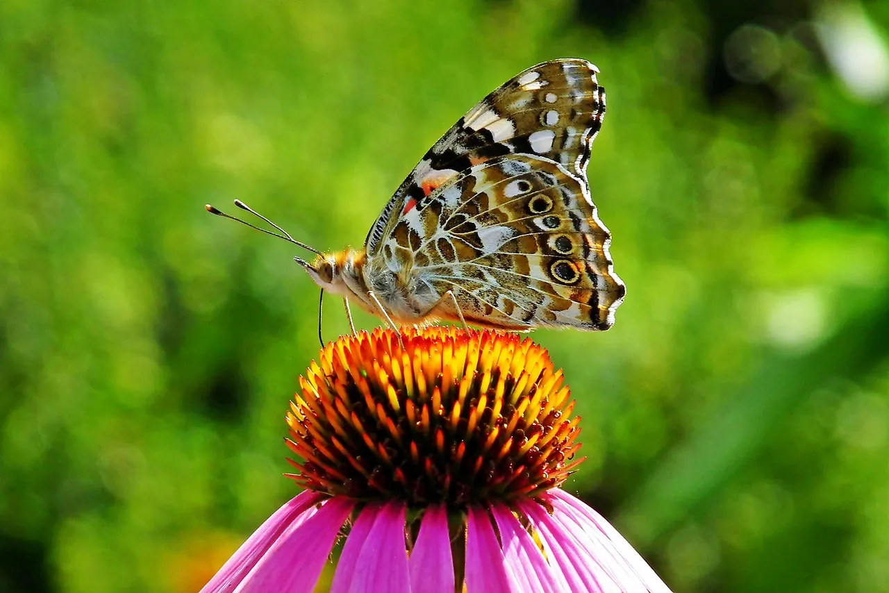 12. Coneflower: The Butterfly Magnet That Won't Quit (Image Credits: Pixabay)