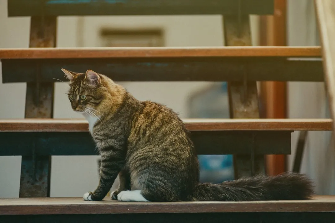 #4 - They Avoid Stairs or Slippery Floors to Reach Other Rooms (Image Credits: Unsplash)