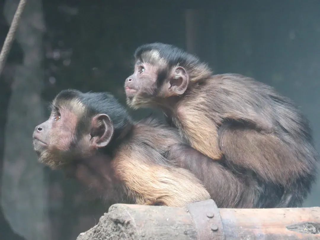 11. Zhong Zhong and Hua Hua: The First Cloned Primates (Image Credits: Unsplash)