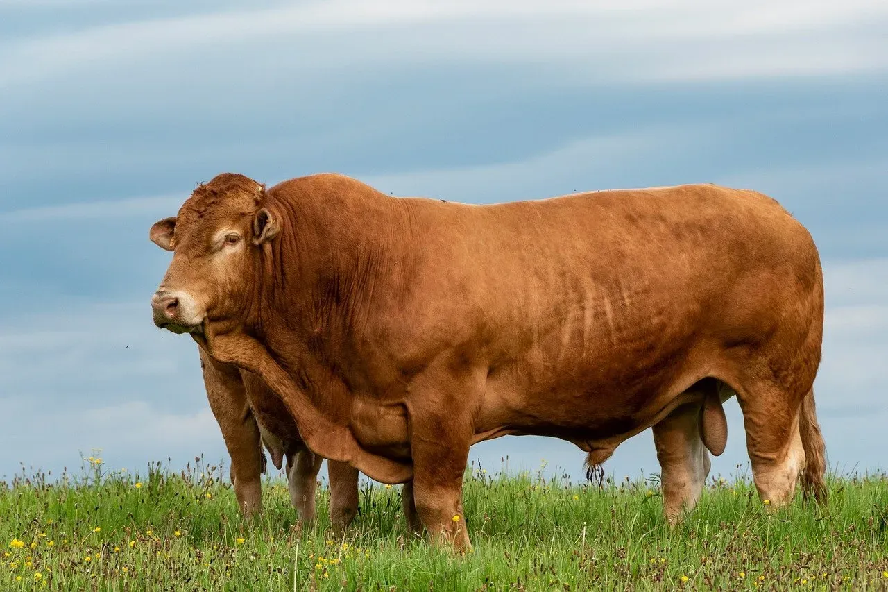 Limousin: The Lean Meat Specialist (Image Credits: Pixabay)