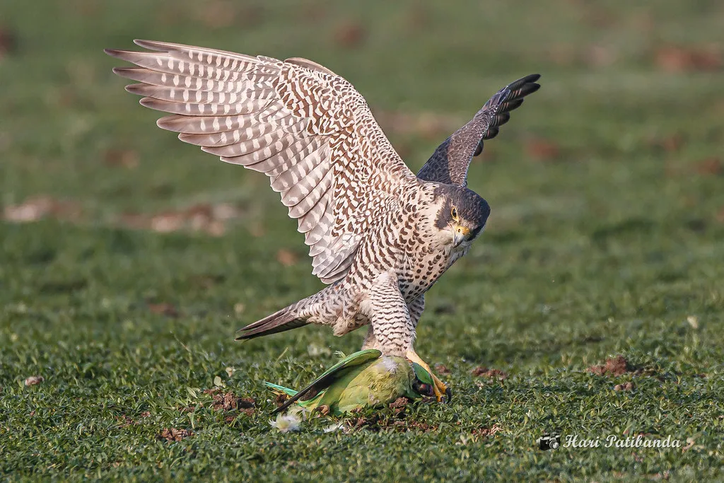 Conclusion: The Falcon’s Dive Is Smarter Than It Looks (Hari K Patibanda, Flickr, CC BY 2.0)