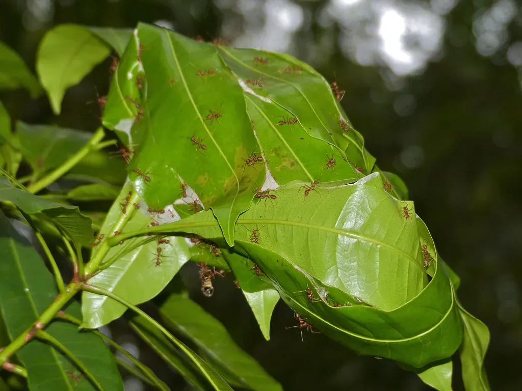 Weaver Ants: Living Bridges and Leaf Architects (Image Credits: Flickr)