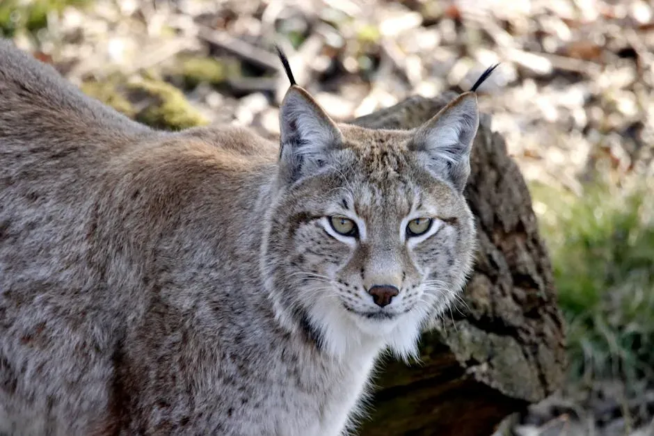 The Canada Lynx: A Predator Locked in Nature's Most Remarkable Dance (Image Credits: Pexels)