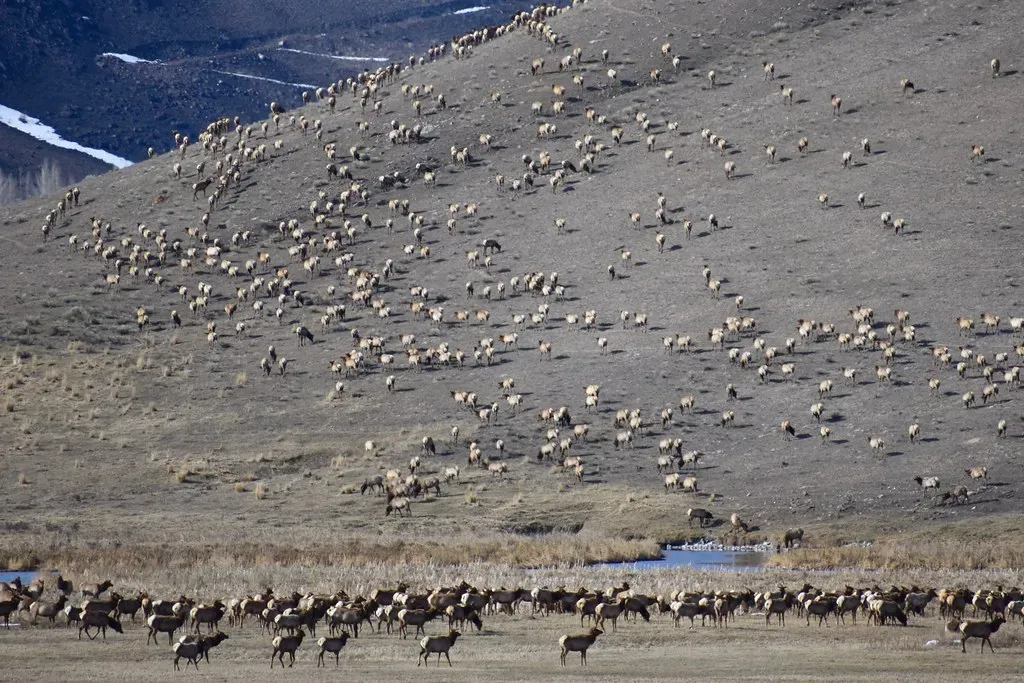Elk Navigate Mountain Terrain (Image Credits: Flickr)