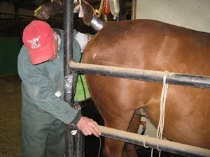 The Bottom Line (ExtensionHorses.org, Flickr, CC BY-SA 2.0)