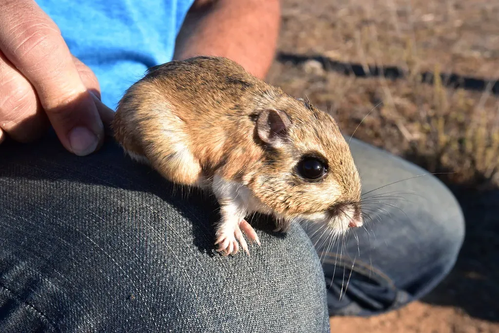 Kangaroo Rat: Lifetime Thirst Quencher (Image Credits: Flickr)
