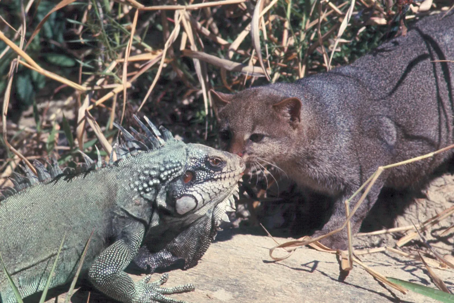 Their Diet is Surprisingly Diverse (Image Credits: Wikimedia)