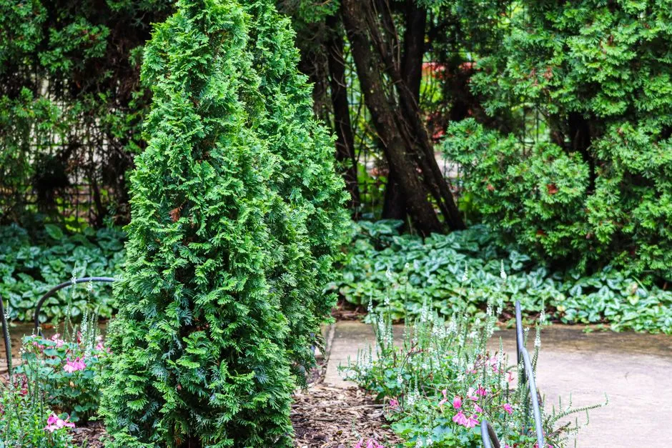 #17 - Plant or Preserve Evergreen Cover Before the Leaves Drop (Image Credits: Pexels)