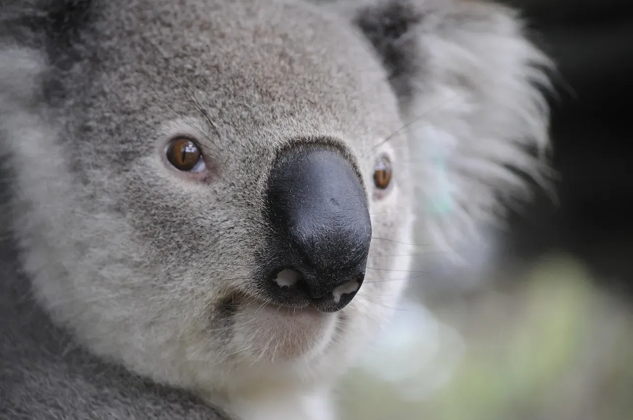Home Turf: The Social Map of Koala Territories (Image Credits: Pixabay)